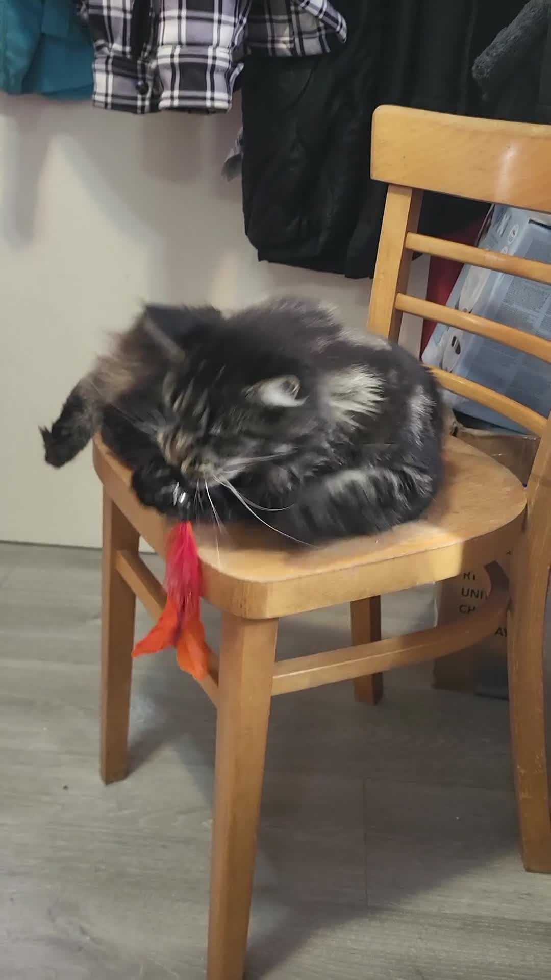 Maine Coon cats for sale: 🐾GCCF Retired Maine Coon Queen 🐾 - Video 2