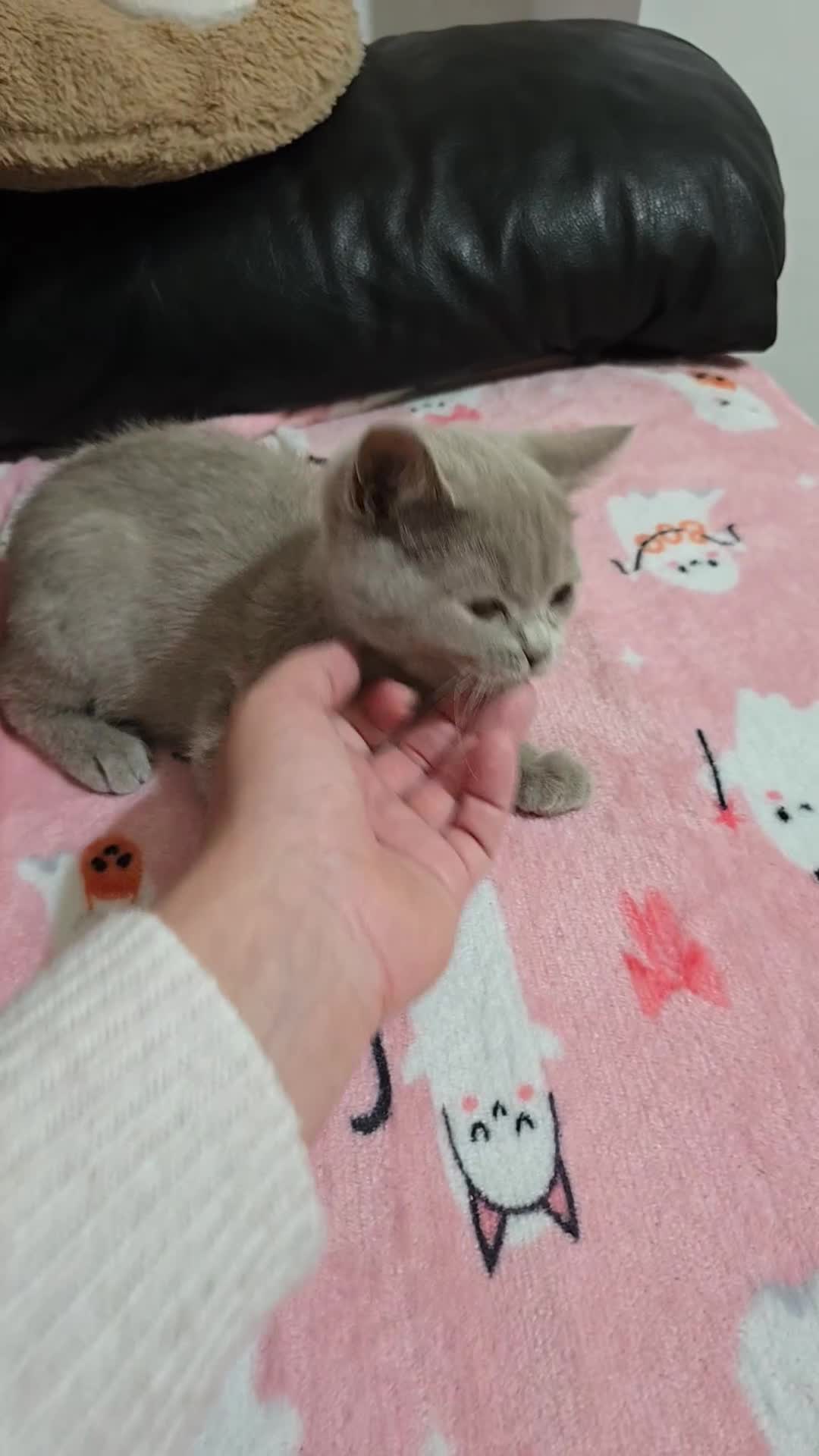 British Shorthair cats for sale: 🐾 Last British Shorthair Kitten – Lilac Cream 🐾 - Video 1