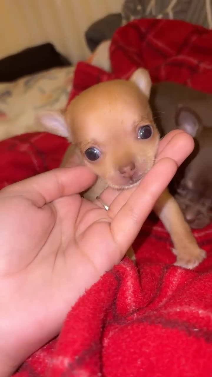 Chihuahua dogs for sale: Chihuahua fór sale Also puppies fór sale 1month1dy - Video 5