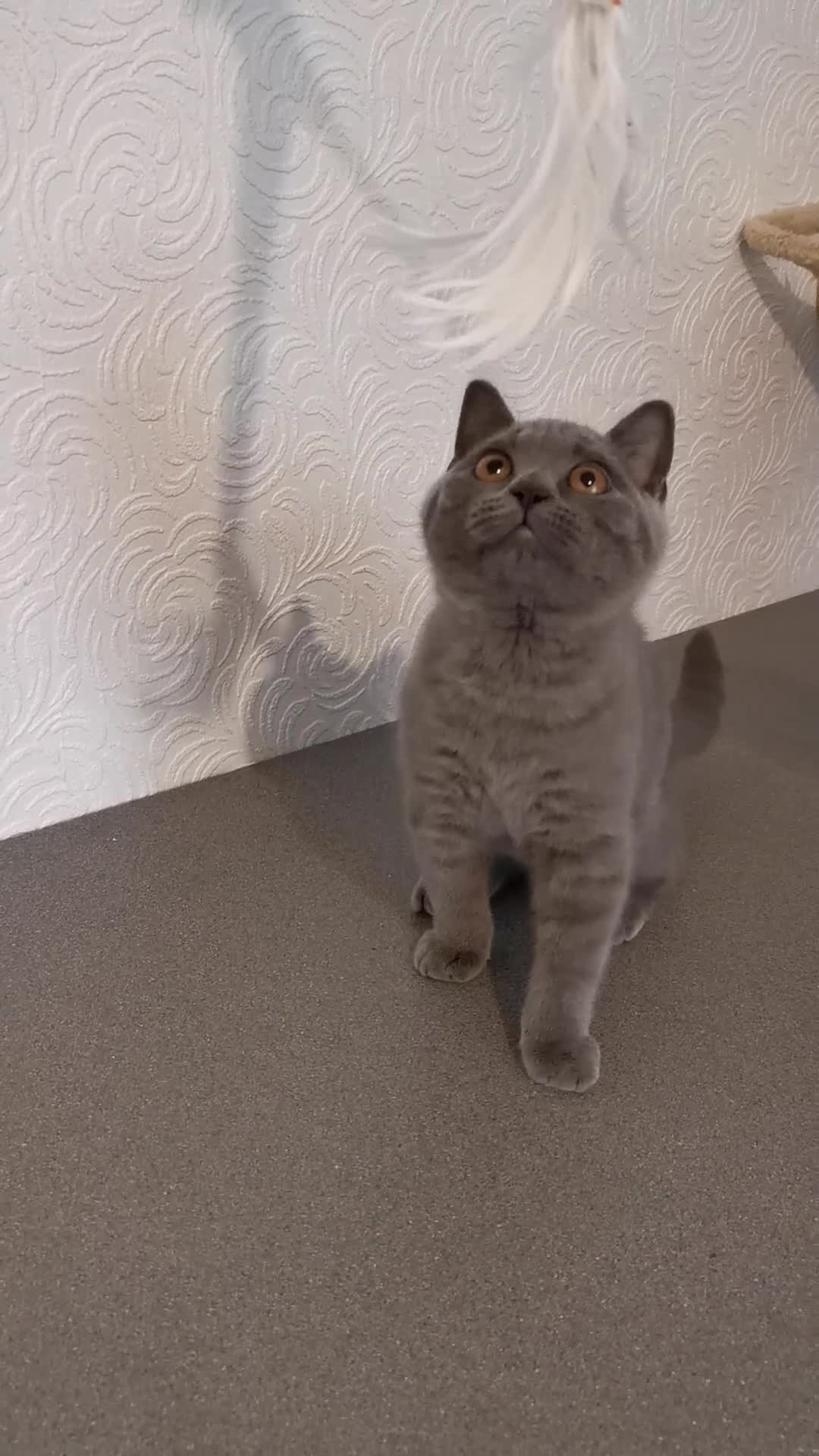 British Shorthair cats for sale: Stunning GCCF reg kittens ready to leave now! - Video 1