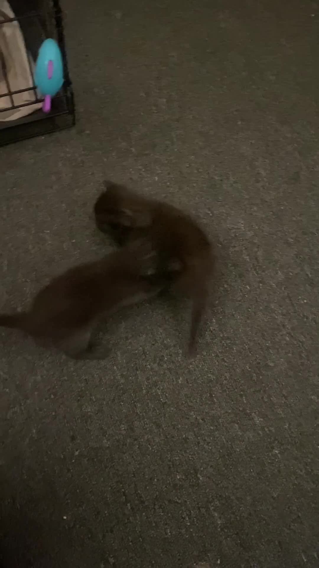 Mixed Breed cats for sale: 6 gorgeous kittens in Sheerness - Video 5