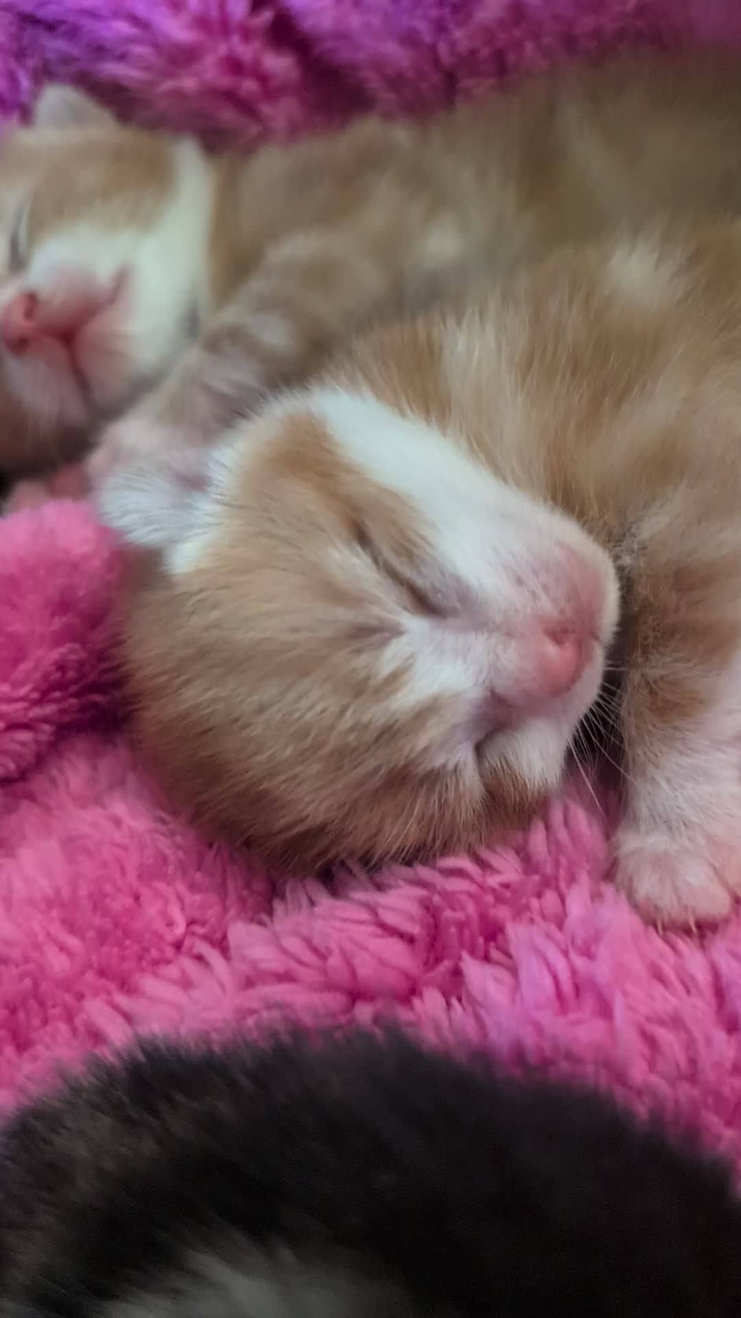 British Shorthair cats for sale: Two ginger boys please read description  - Video 1