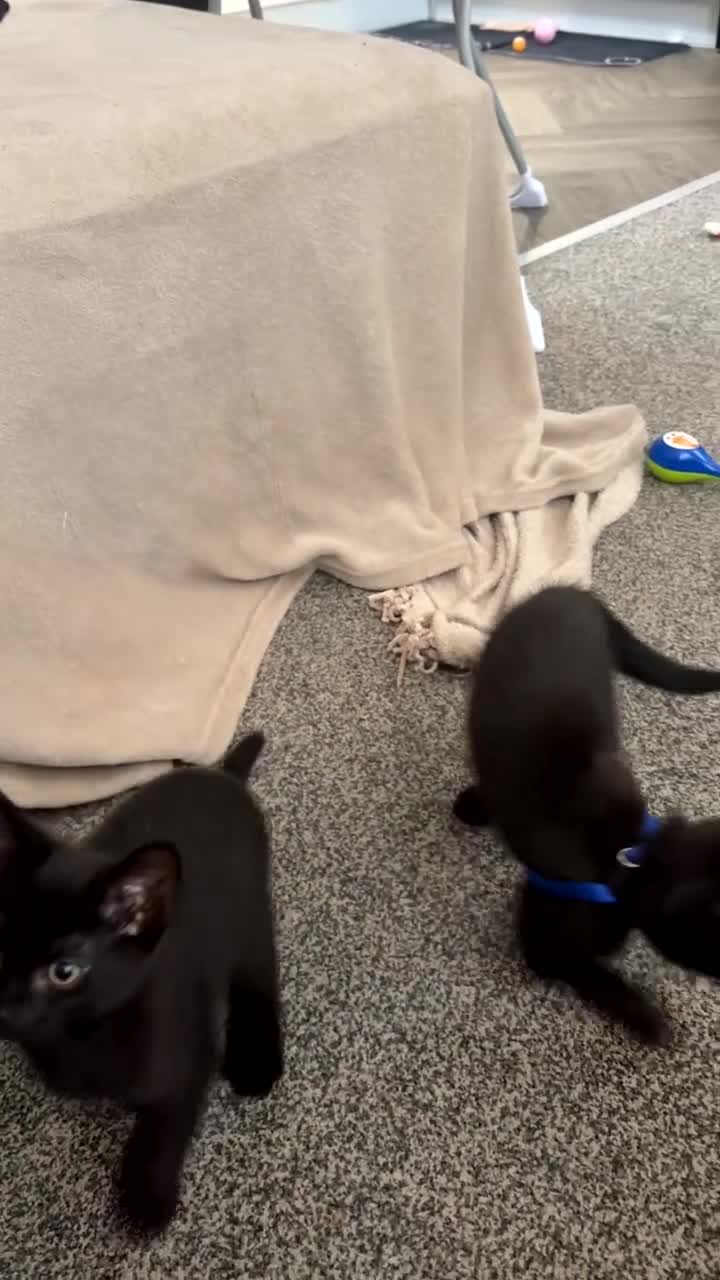 Mixed Breed cats for sale: 2 male kittens  - Video 1