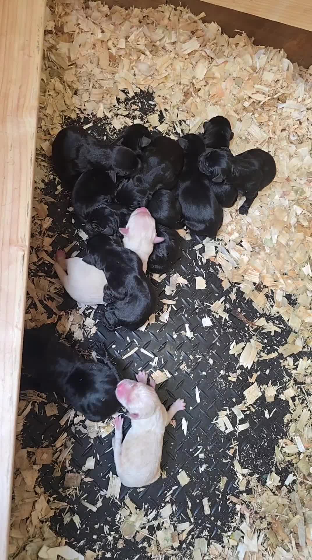 Labrador Retriever dogs for sale: Labrador puppies  - Video 1