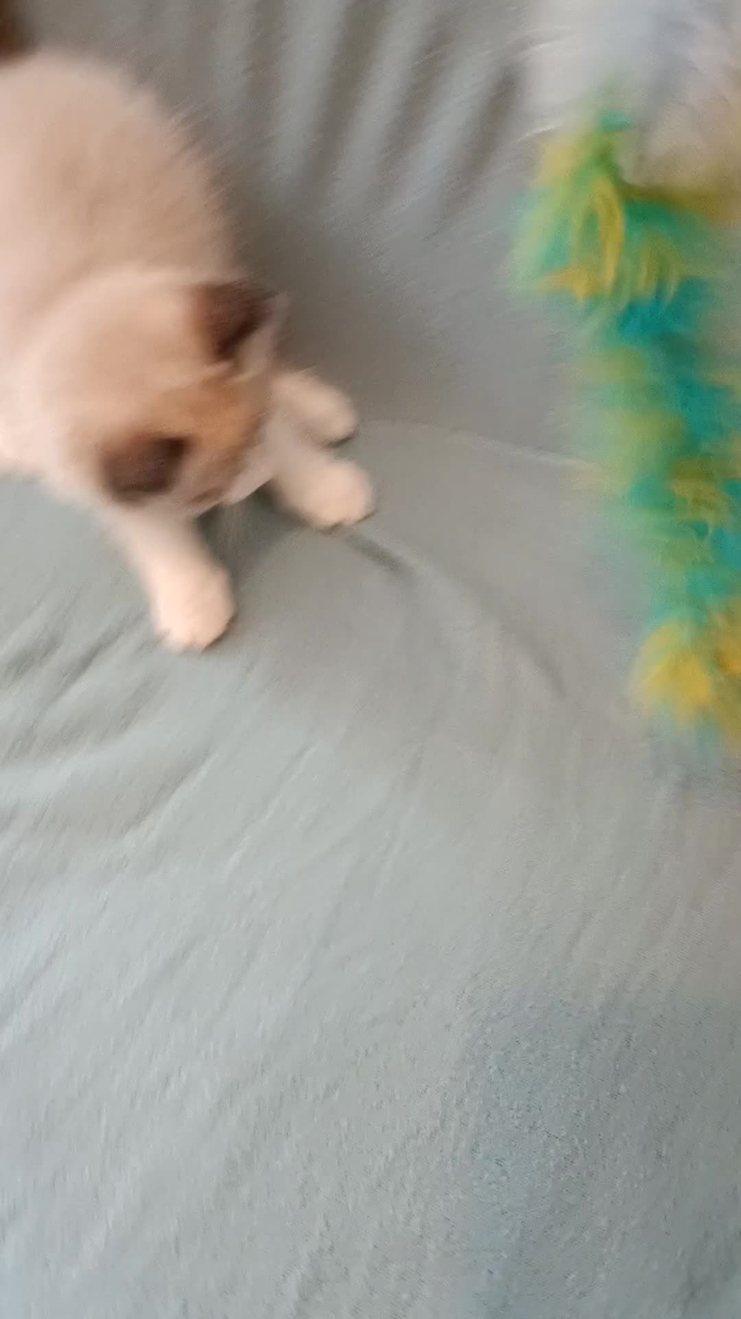 Ragdoll cats for sale: Kittens of Champion Status dad - Video 2