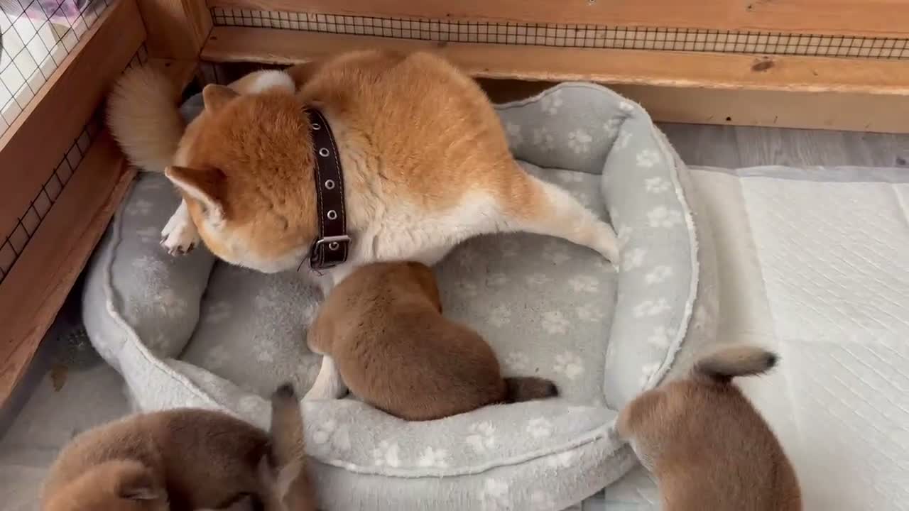Japanese Shiba Inu dogs for sale: KC REGISTERED SHIBAINU PUPPIES  - Video 1