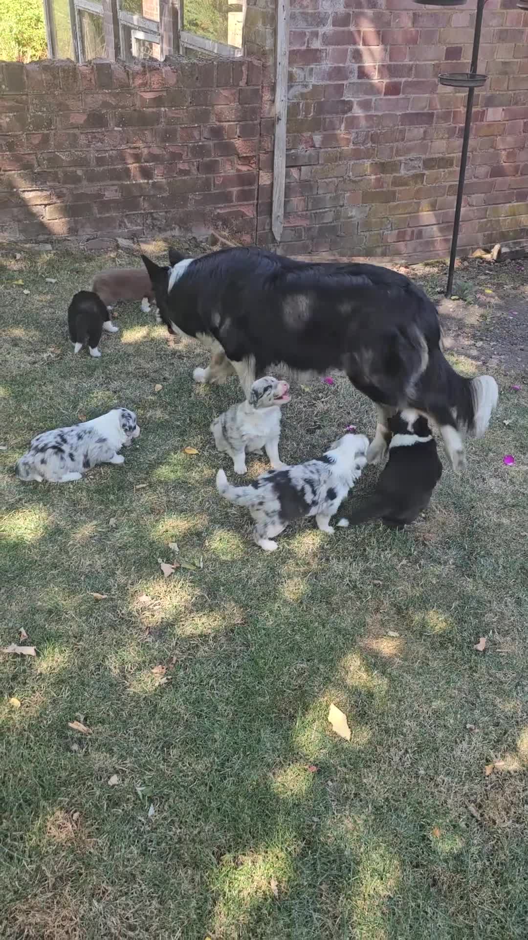 Border Collie dogs for sale: Stunning Border Collie Puppies - Video 3