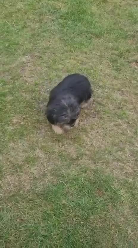 Shorkie dogs for sale: 4 beautiful shorkie pups fully vaccinated  - Video 2