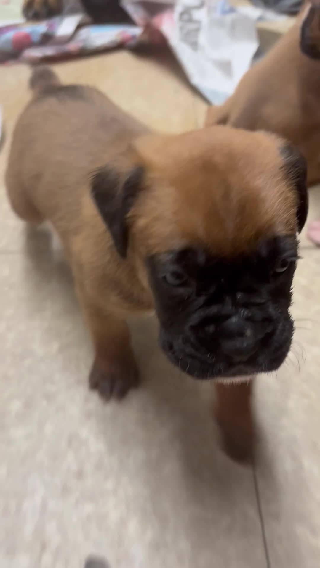 Boxer dogs for sale: 1 girl beautiful boxer puppies left  - Video 4