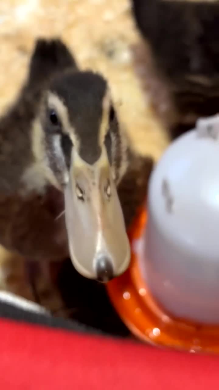 Ducks poultry for sale: Indian x pekin  - Video 4