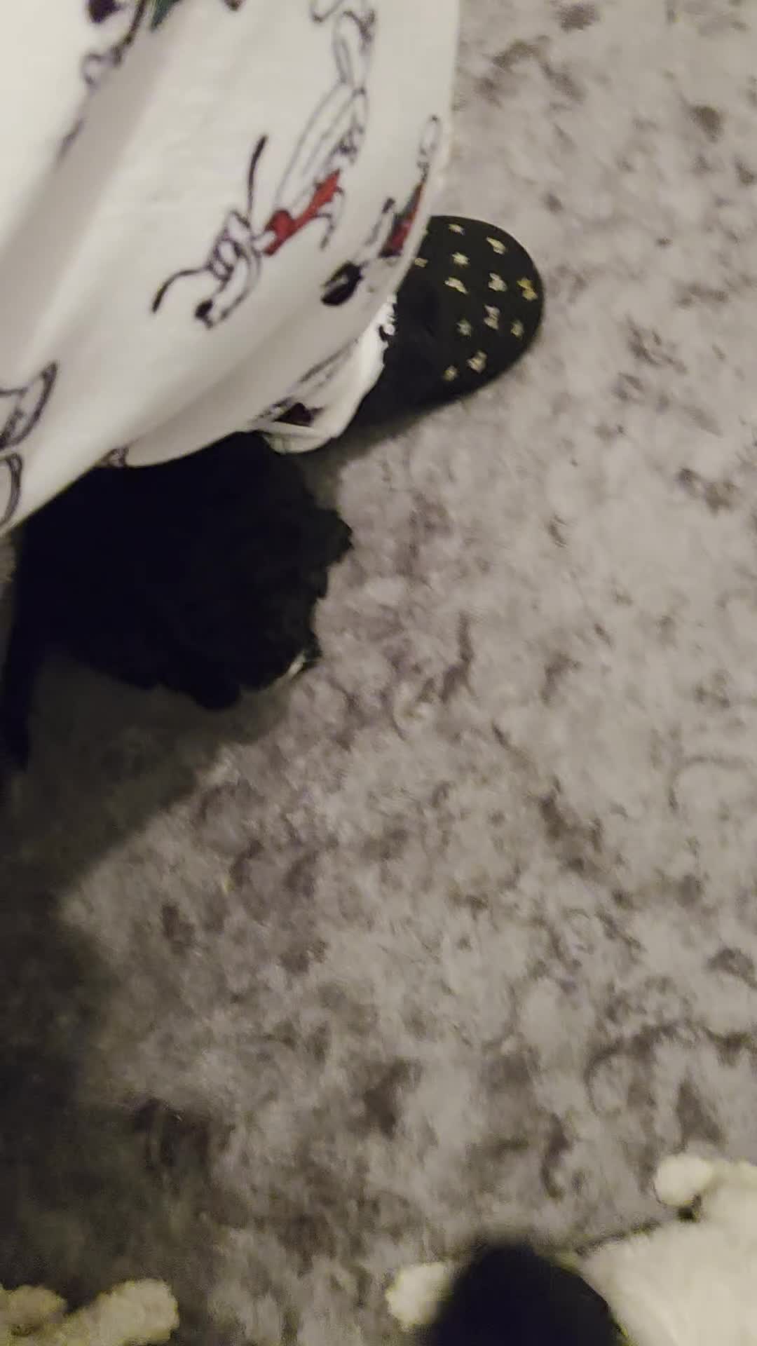 Cavapoo dogs for sale: F1B Cavapoo Puppies 4 boys avialable - Video 2