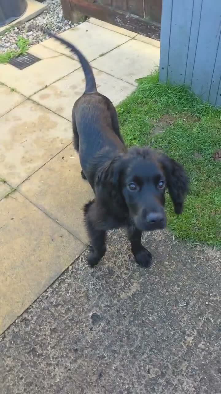Sprocker dogs for sale: 5 Month Old Sprocker Spaniel Male. in Camborne - Video 2
