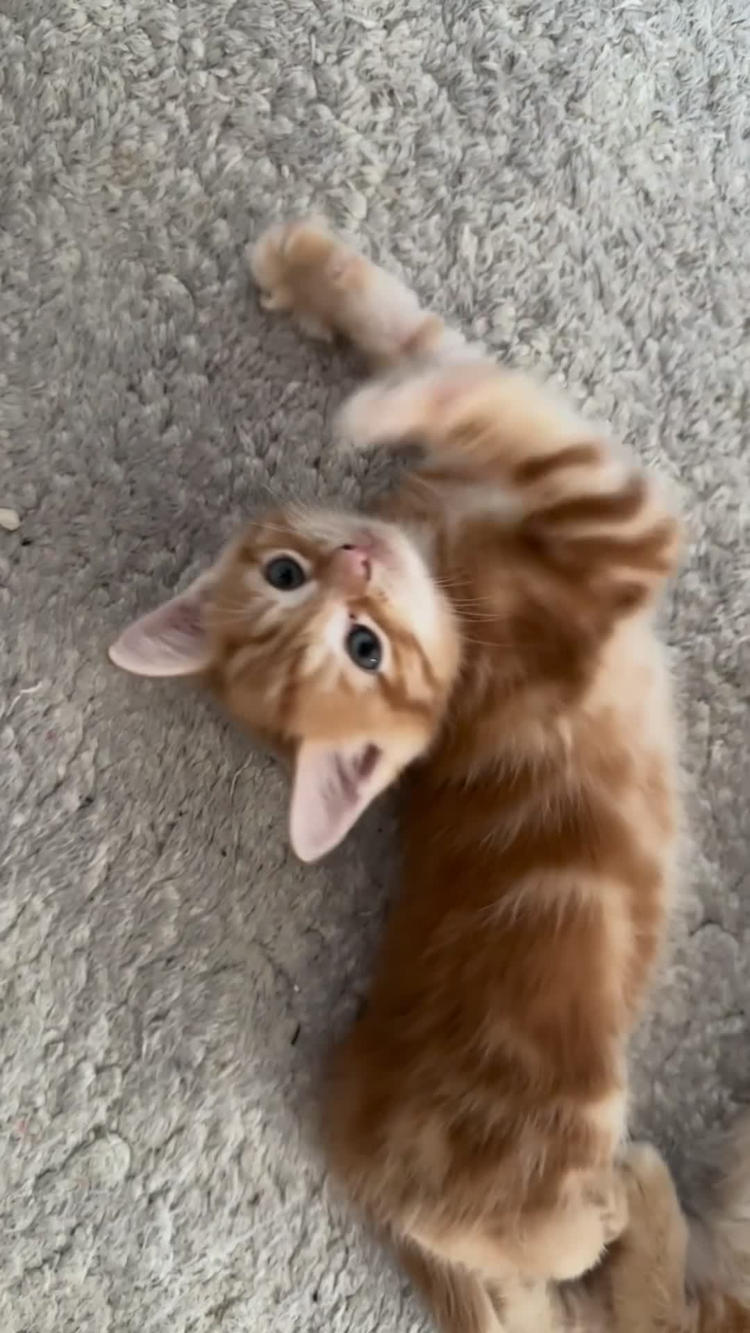 Domestic Shorthair cats for sale: 3 British short hair kittens  - Video 1