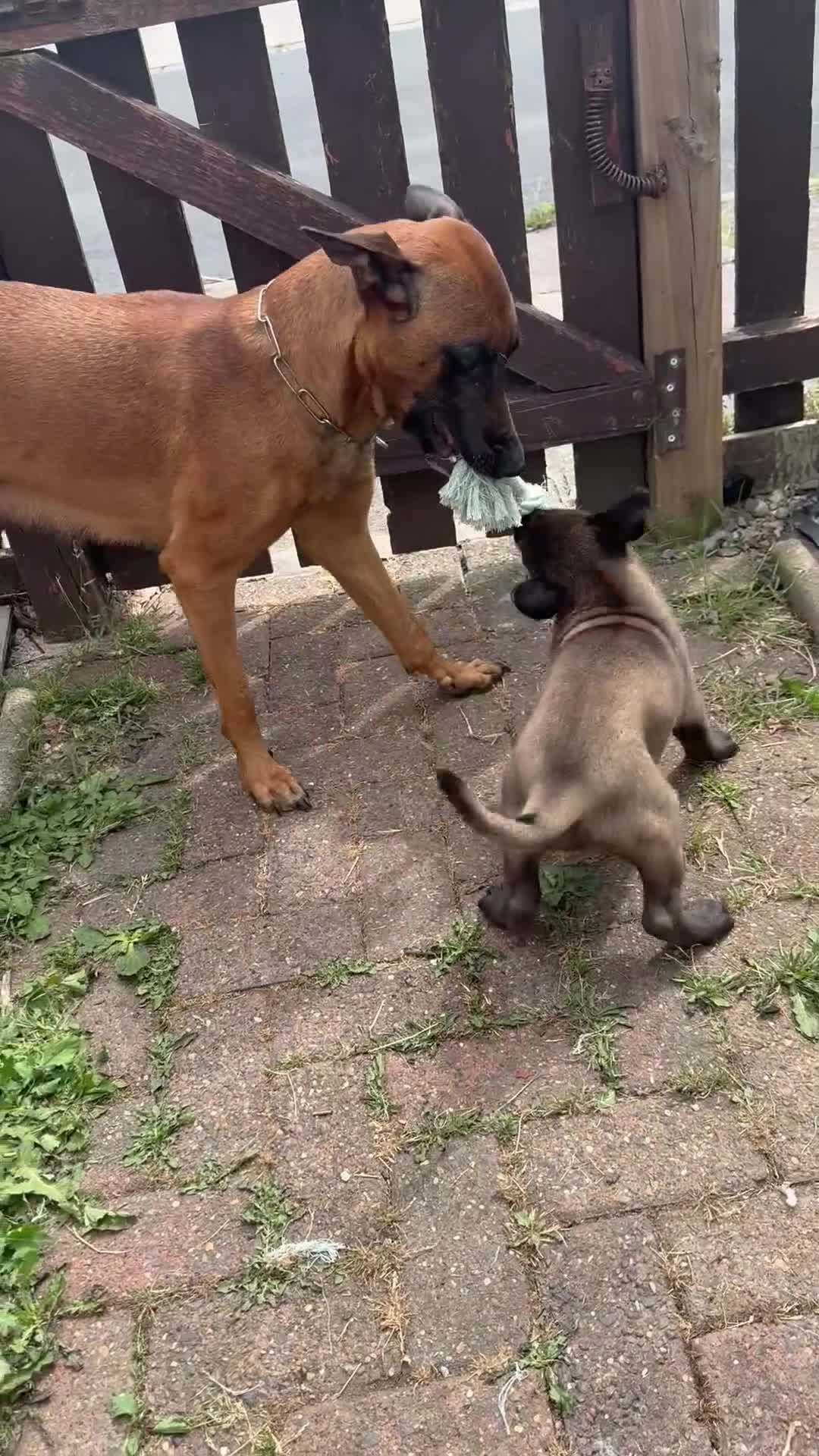 Belgian Shepherd Dog dogs for sale: The first and last litter from Rebel in Prenton - Video 3