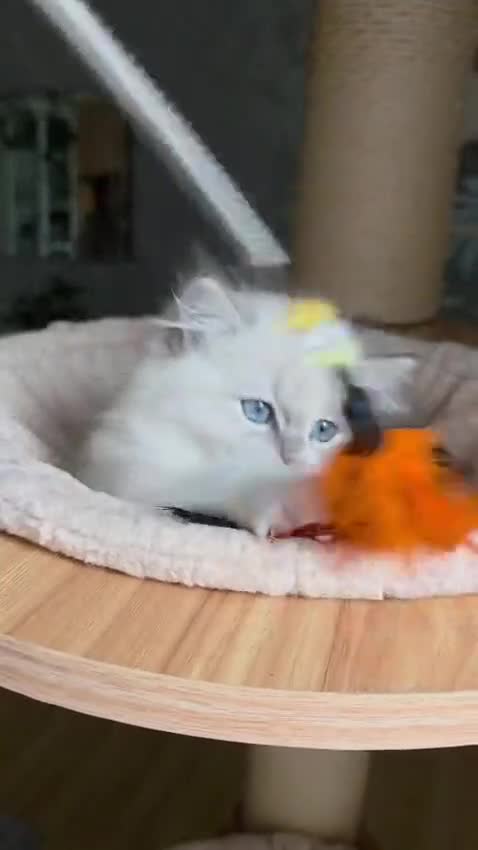 Ragdoll cats for sale: 🩷Amazing European Grand Champion lines🏆🥇 TICA💙 - Video 3