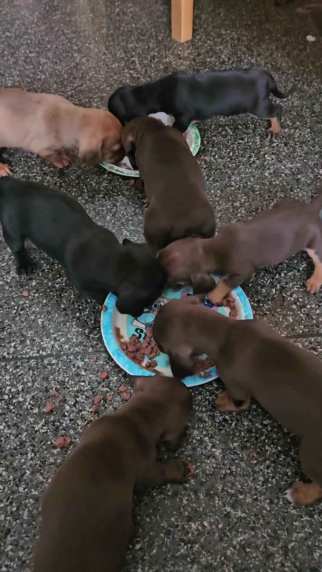 Mixed Breed dogs for sale: Pug x miniature dachshund *Only one left* - Video 1