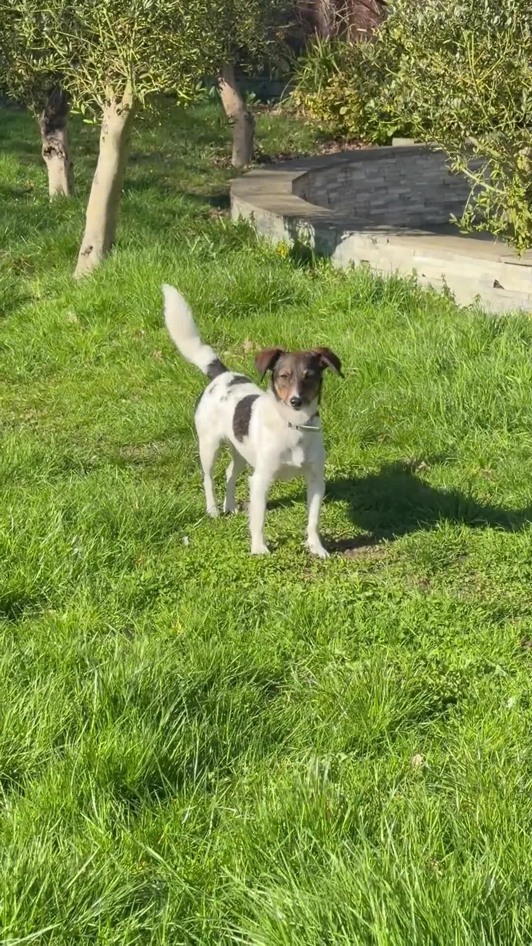 Border Collie dogs for adoption: 🐾 Mable – Left on the Roadside, Saved by Love 🐾 in West Malling - Video 1