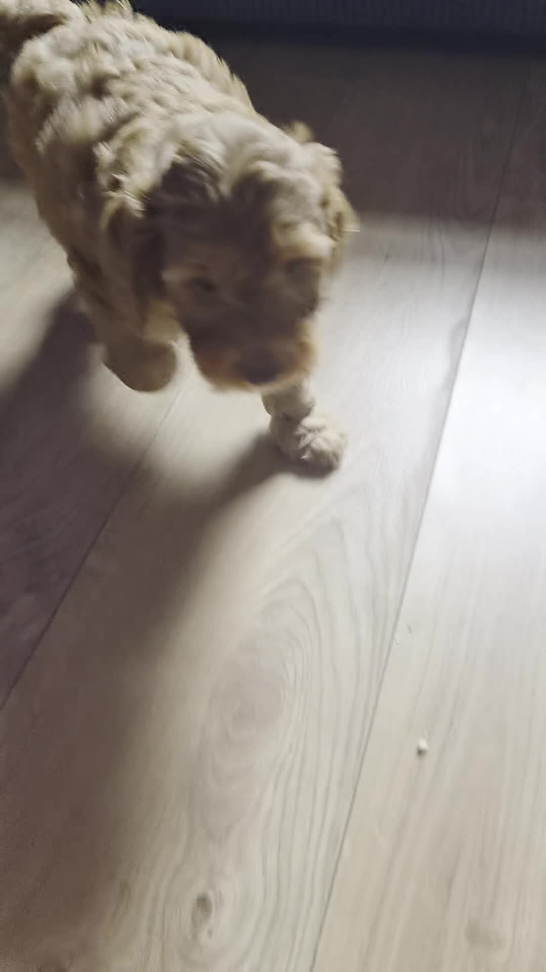 Cockapoo dogs for sale: Last stunning male left - Video 1