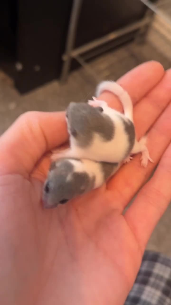 Mouse rodents for sale: African Pygmy dormice (micro squirrels)  - Video 1