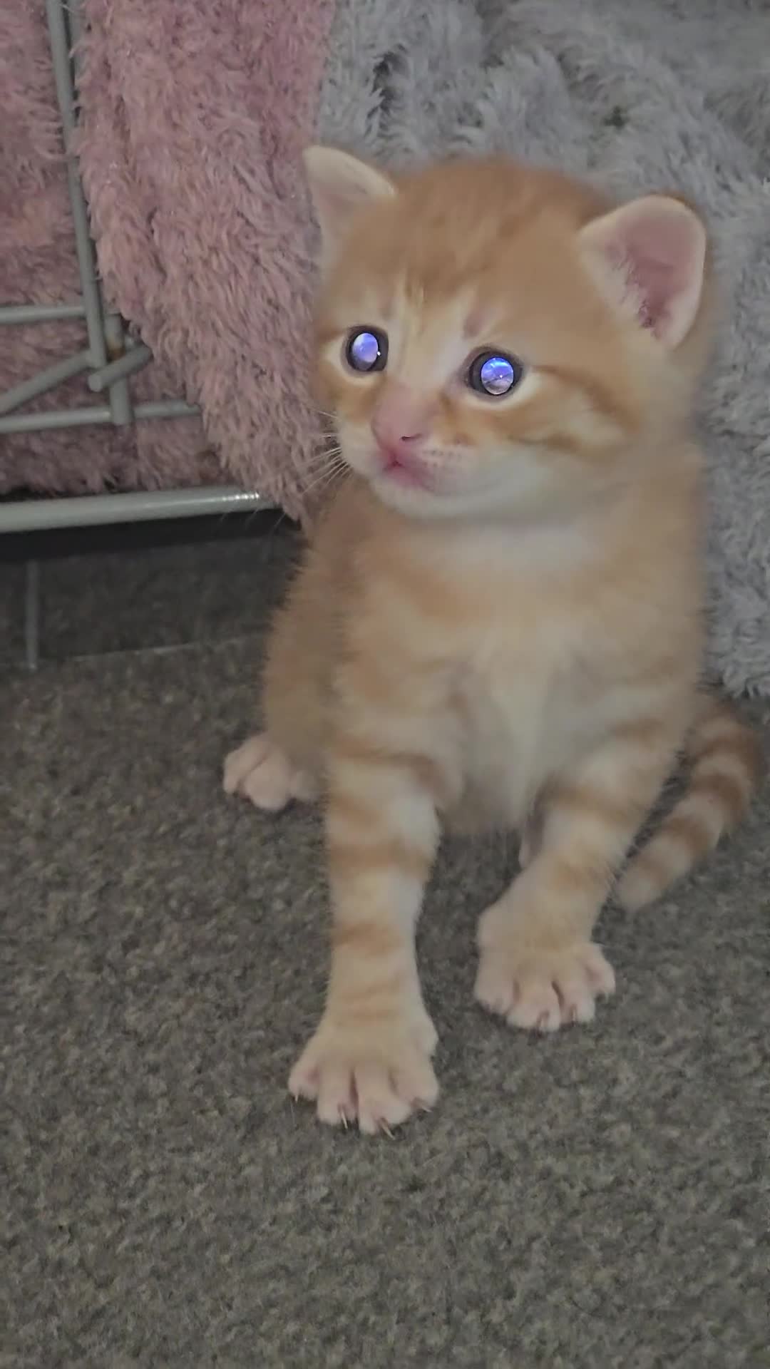 Mixed Breed cats for sale: 5 mixed breed kittens for sale - Video 1
