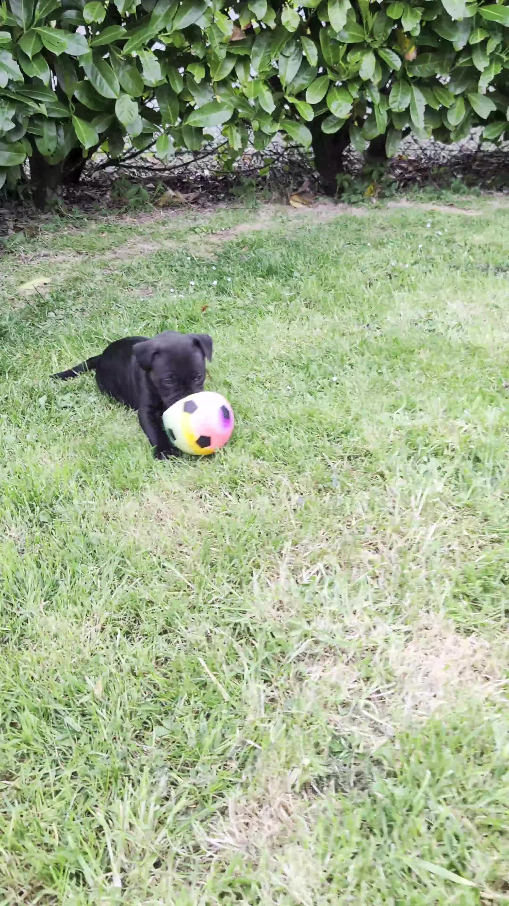Staffordshire Bull Terrier dogs for sale: *REDUCED* Registered Staffordshire Bull Terrier  - Video 1