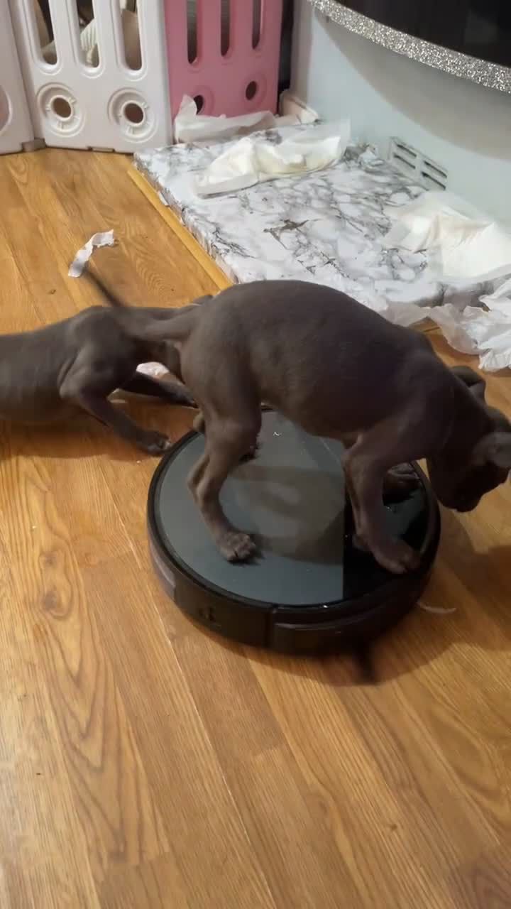 Staffordshire Bull Terrier dogs for sale: Blue Staffordshire bullterrier  - Video 2