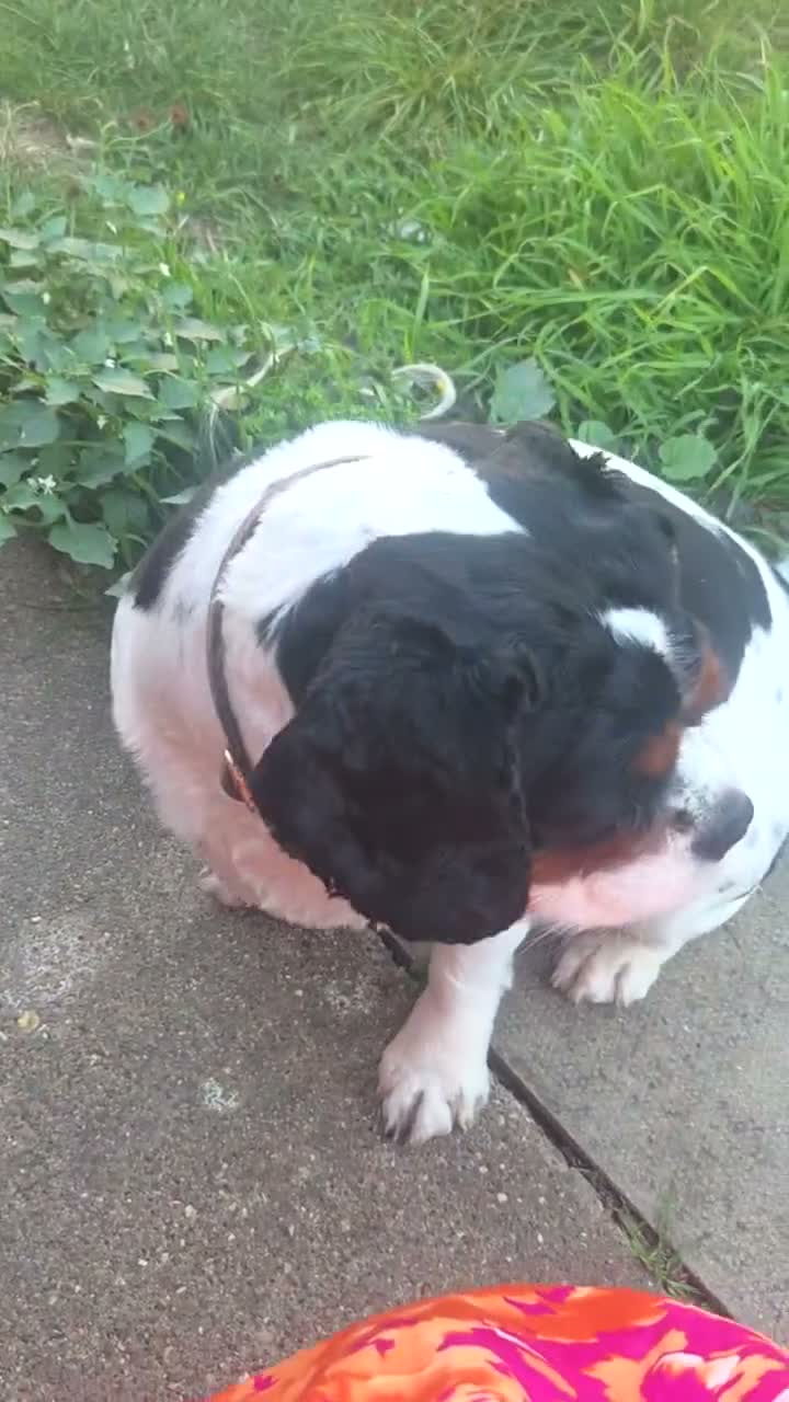 Cavalier King Charles Spaniel dogs for stud: Lovely character Sky would like to meet a girl  - Video 1