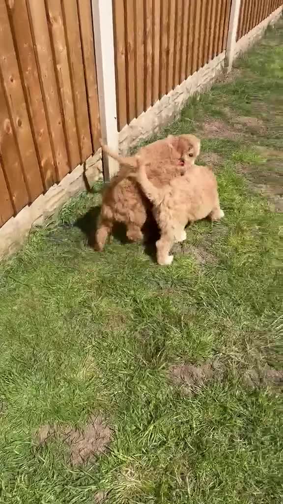 Mixed Breed dogs for sale: Goldendoodle puppies ready to go - Video 4