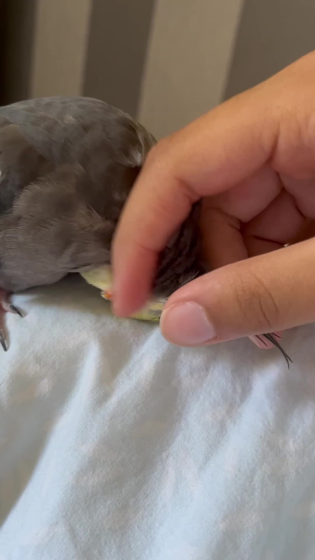 Cockatiels birds for sale: Lovely cockatiel waiting for a loving home  in Boston - Video 1