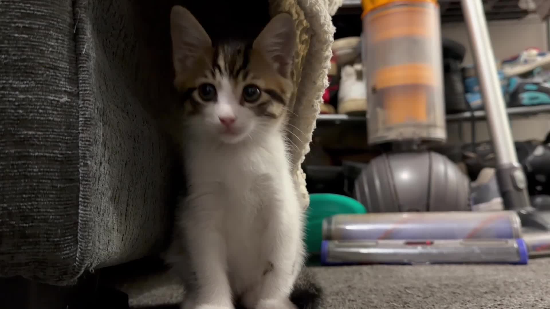Siberian cats for sale: Ready now Gorgeous Siberian mixed kitten male  - Video 1