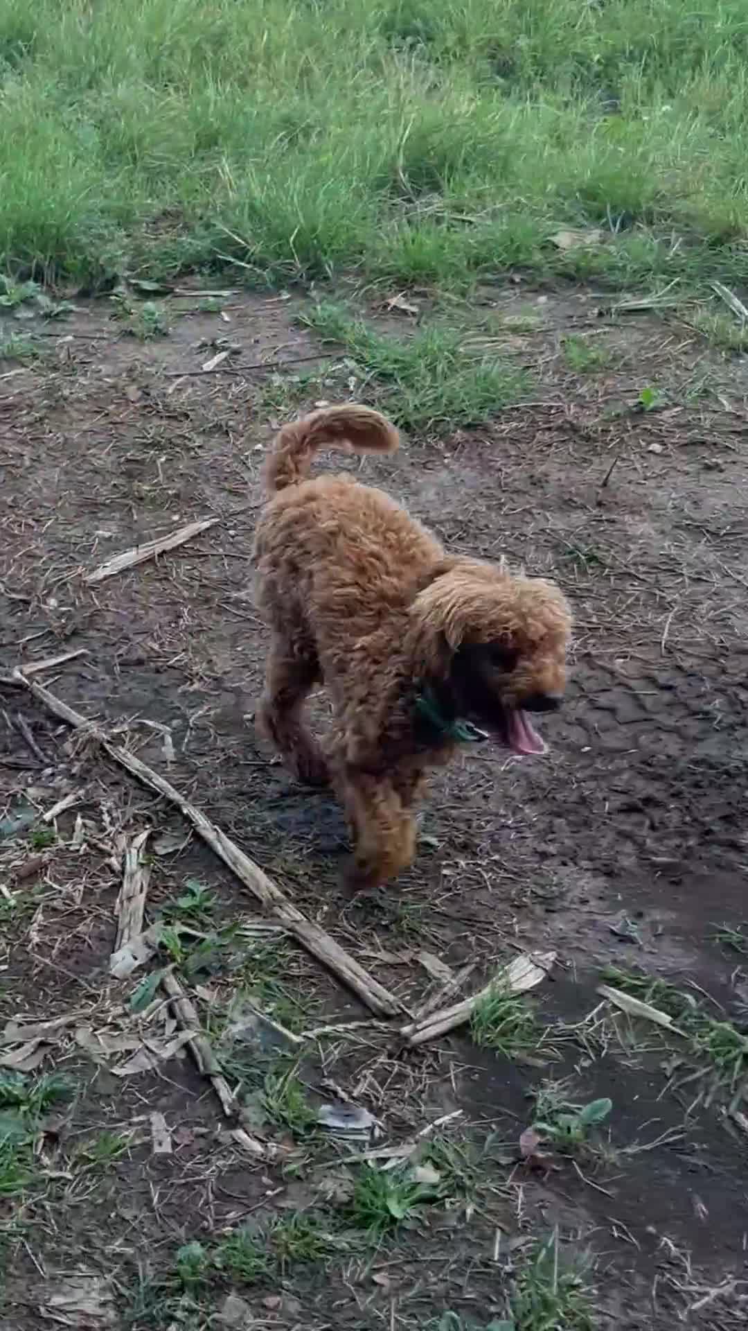 Toy Poodle dogs for sale: Teddi female 6’m old tiny Kc toy poodle  in Chichester - Video 1