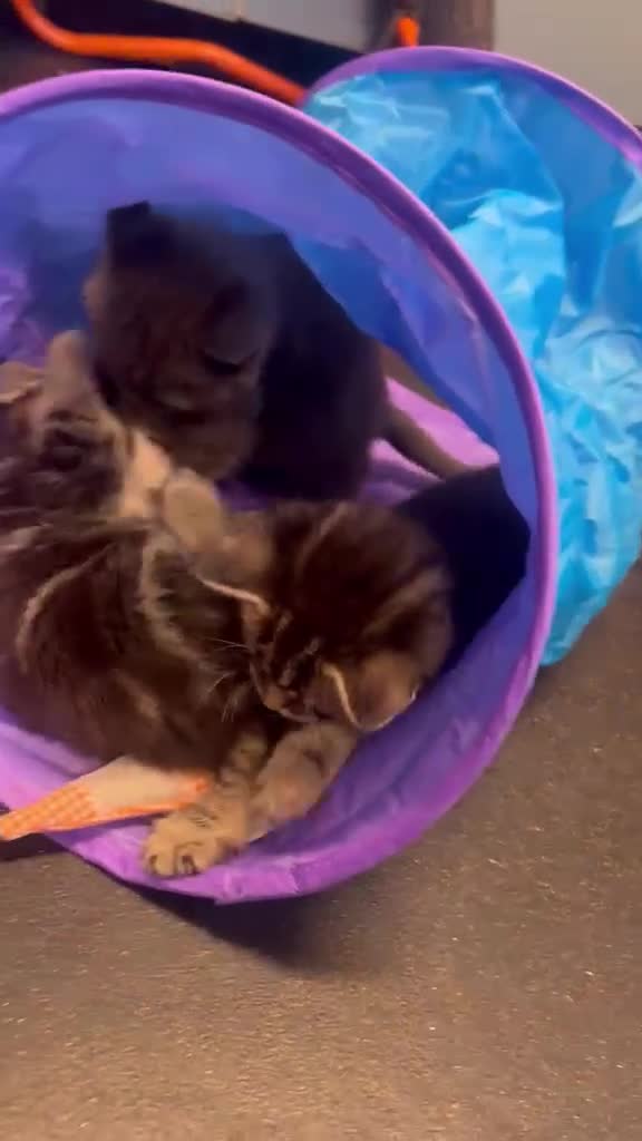 Mixed Breed cats for sale: Adorable Tabby x British Shorthai Ready ✨ in Dunstable - Video 1