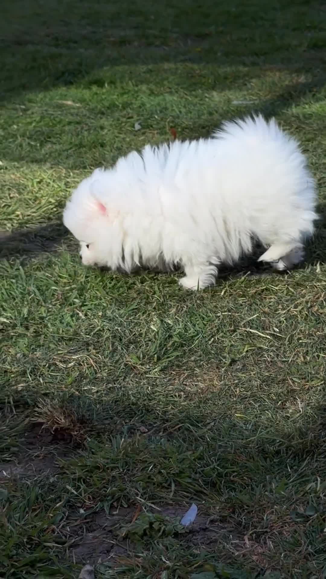 Pomeranian dogs for sale:  **  teddy bear girl  in Boston - Video 2