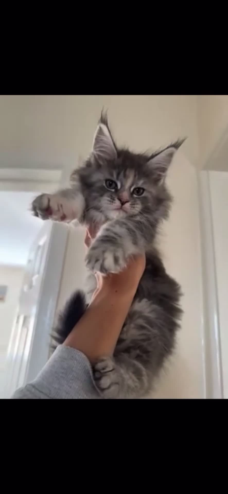 Maine Coon cats for sale: Pure mainecoon kittens DNA health tested parents.  - Video 1