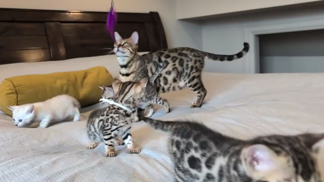 Bengal cats for sale: 🤍🤎🖤 GORGEOUS BENGAL KITTENS 🖤🤎🤍 - Video 2