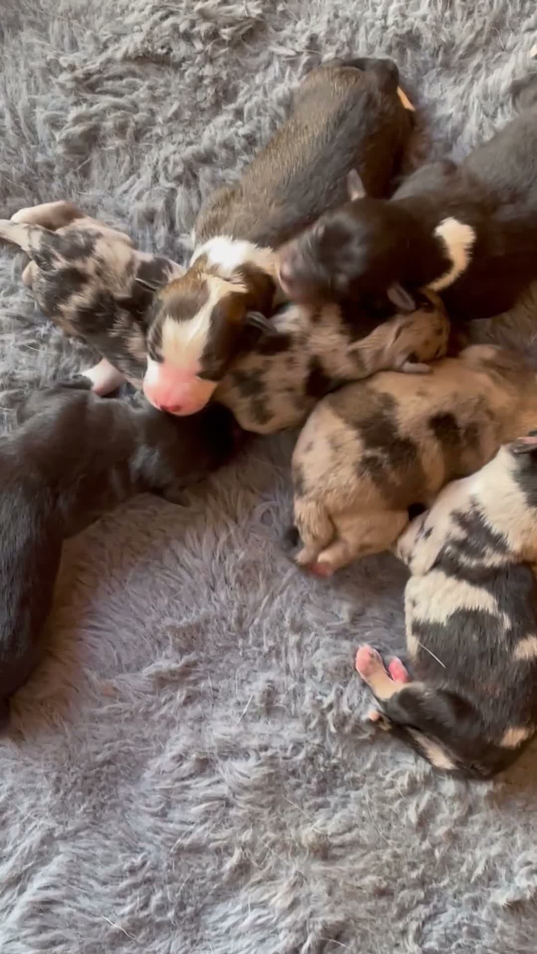 Australian Kelpie dogs for sale: Australian kelpie pups  in Swansea - Video 1