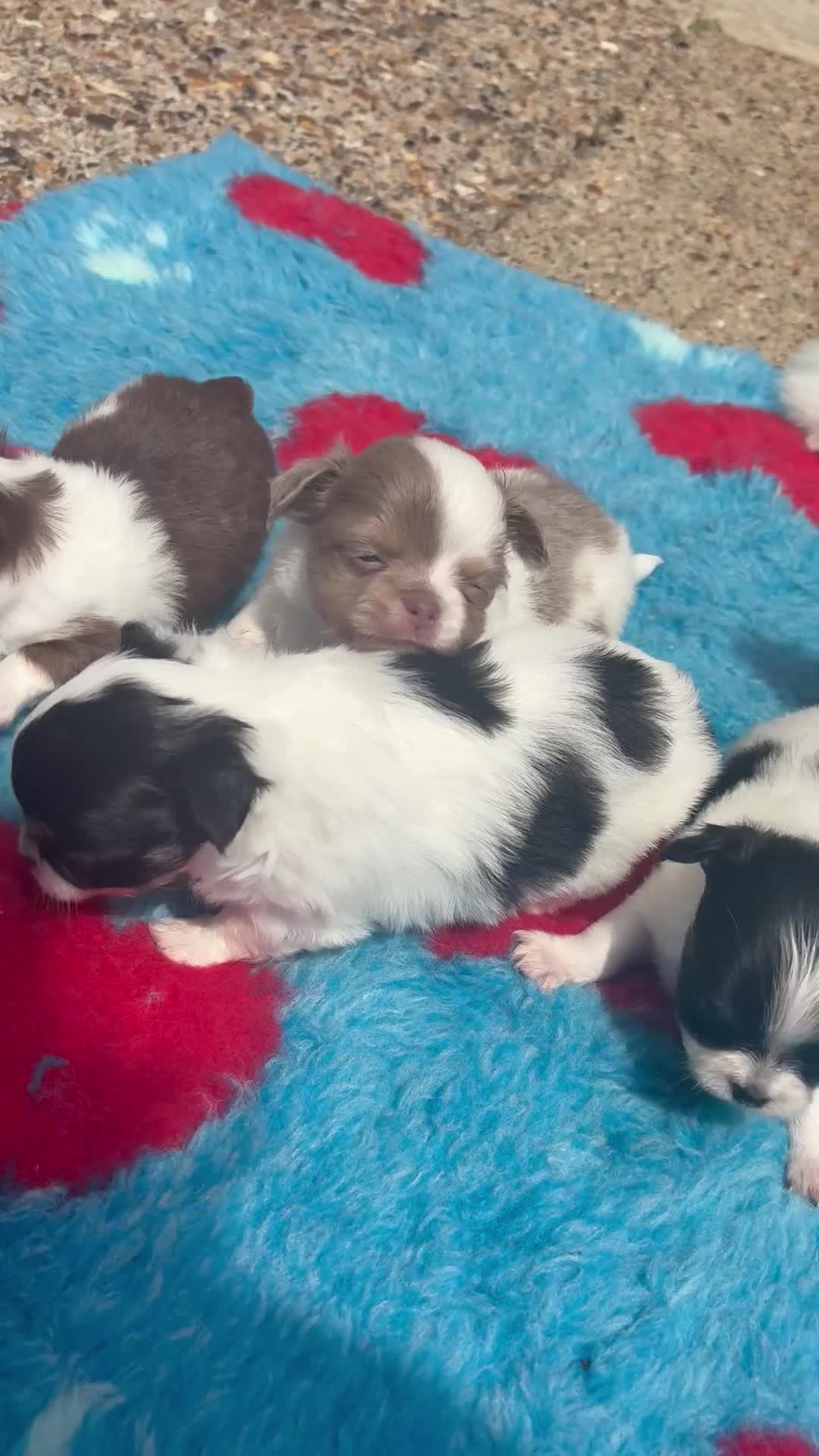 Chihuahua dogs for sale: Long Hair Chihuahua Puppies 😍🐶 in Swanley - Video 1