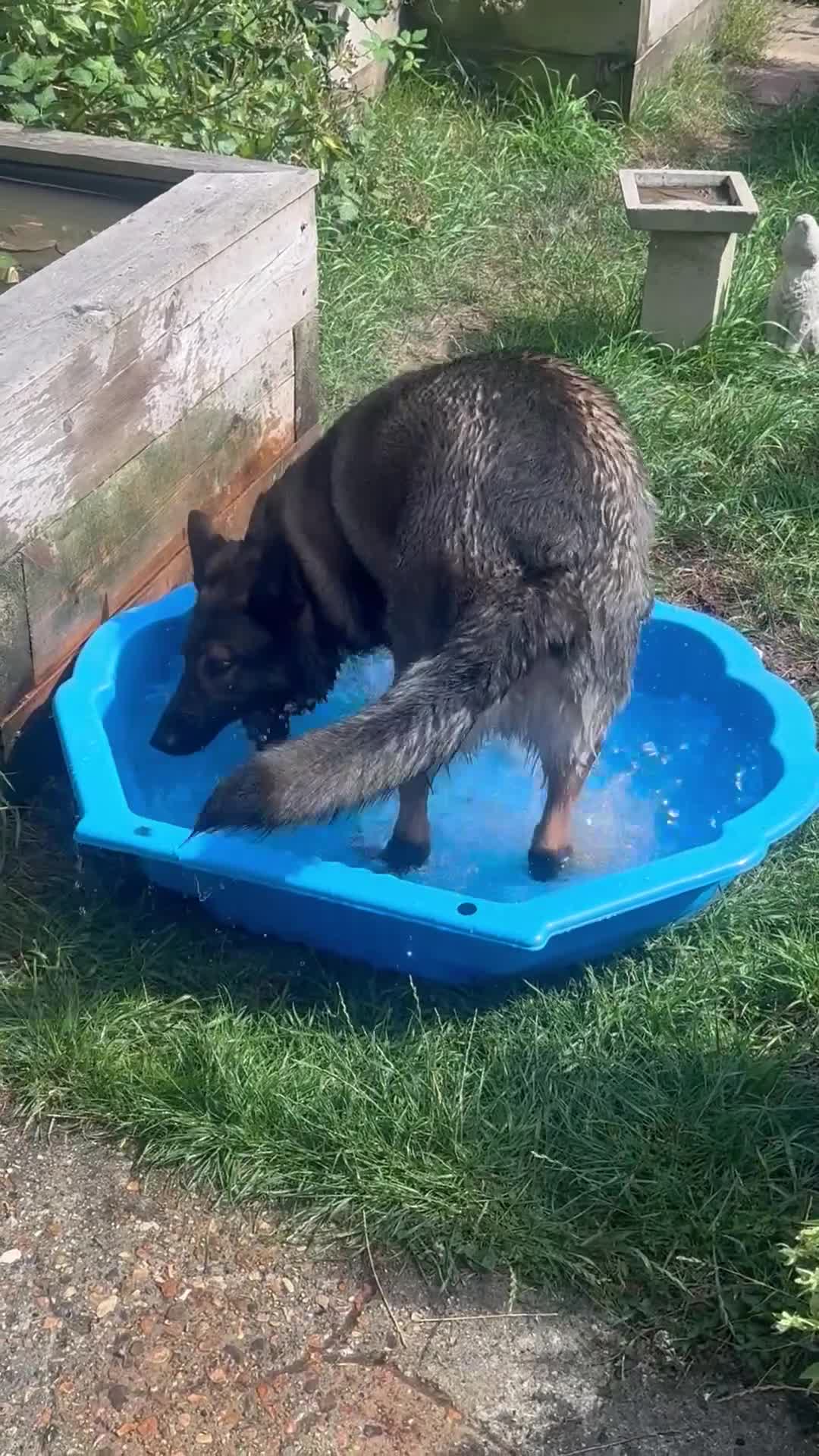 German Shepherd dogs for sale: Rocky - German Shepherd - Video 1