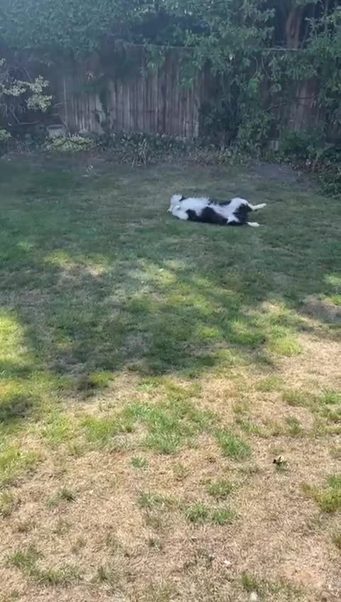 Border Collie dogs for sale: 🐾 Meet Marvin — Left Behind, But Not Forgotten 💔 - Video 3