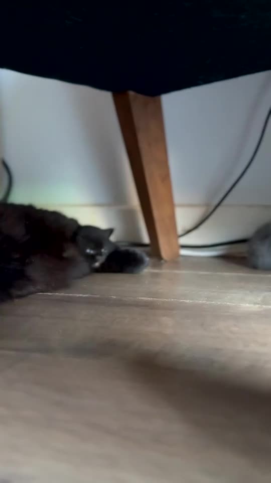 British Shorthair cats for sale: British Shorthair Kittens in London - Video 3