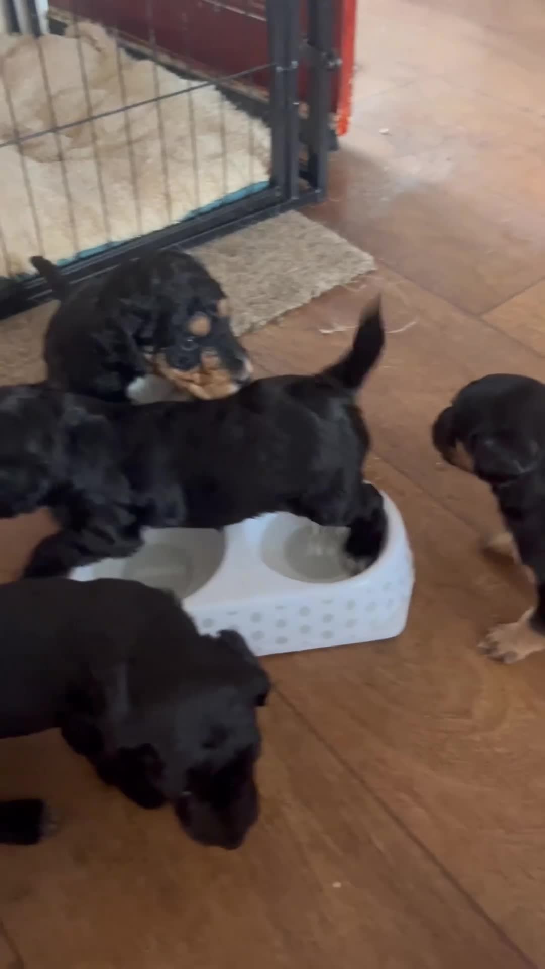 Mixed Breed dogs for sale: 5 mixed breed puppies  - Video 3