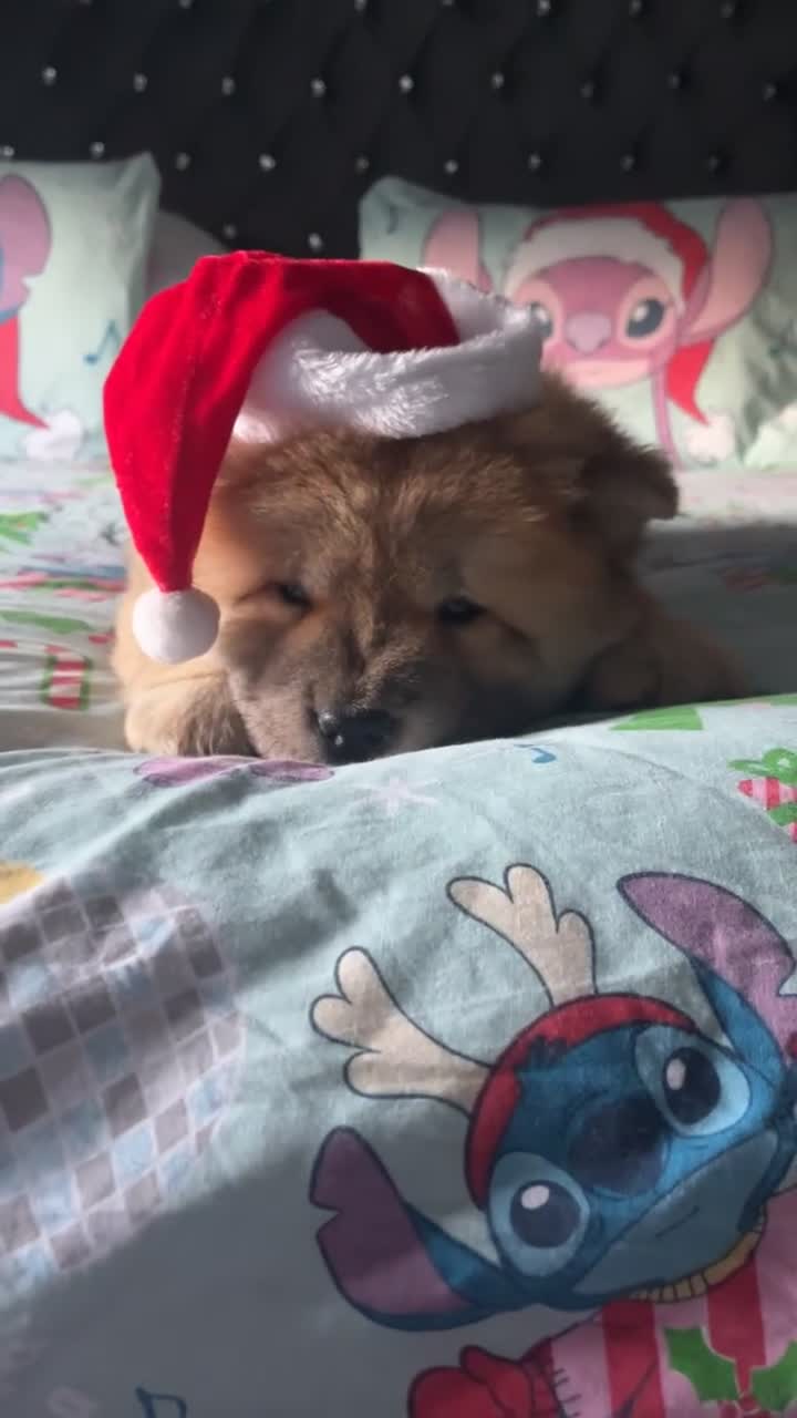 Chow Chow dogs for sale: 1 female left chow chow  - Video 5