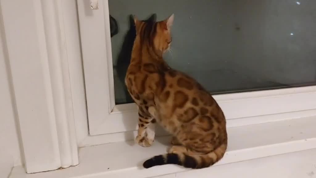 Bengal cats for sale: BENGAL FEMALE  - Video 1