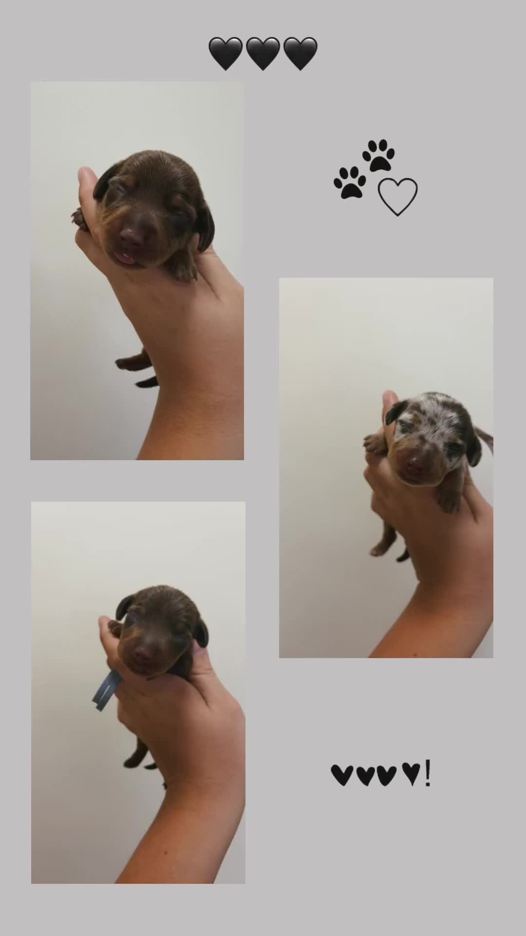 Miniature Dachshund dogs for sale: Miniature dachshund’s  - Video 1