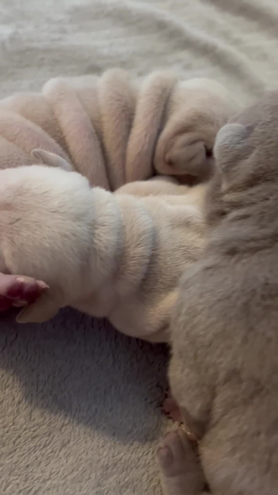 Shar Pei dogs for sale: Shar-pei Puppies - Video 4