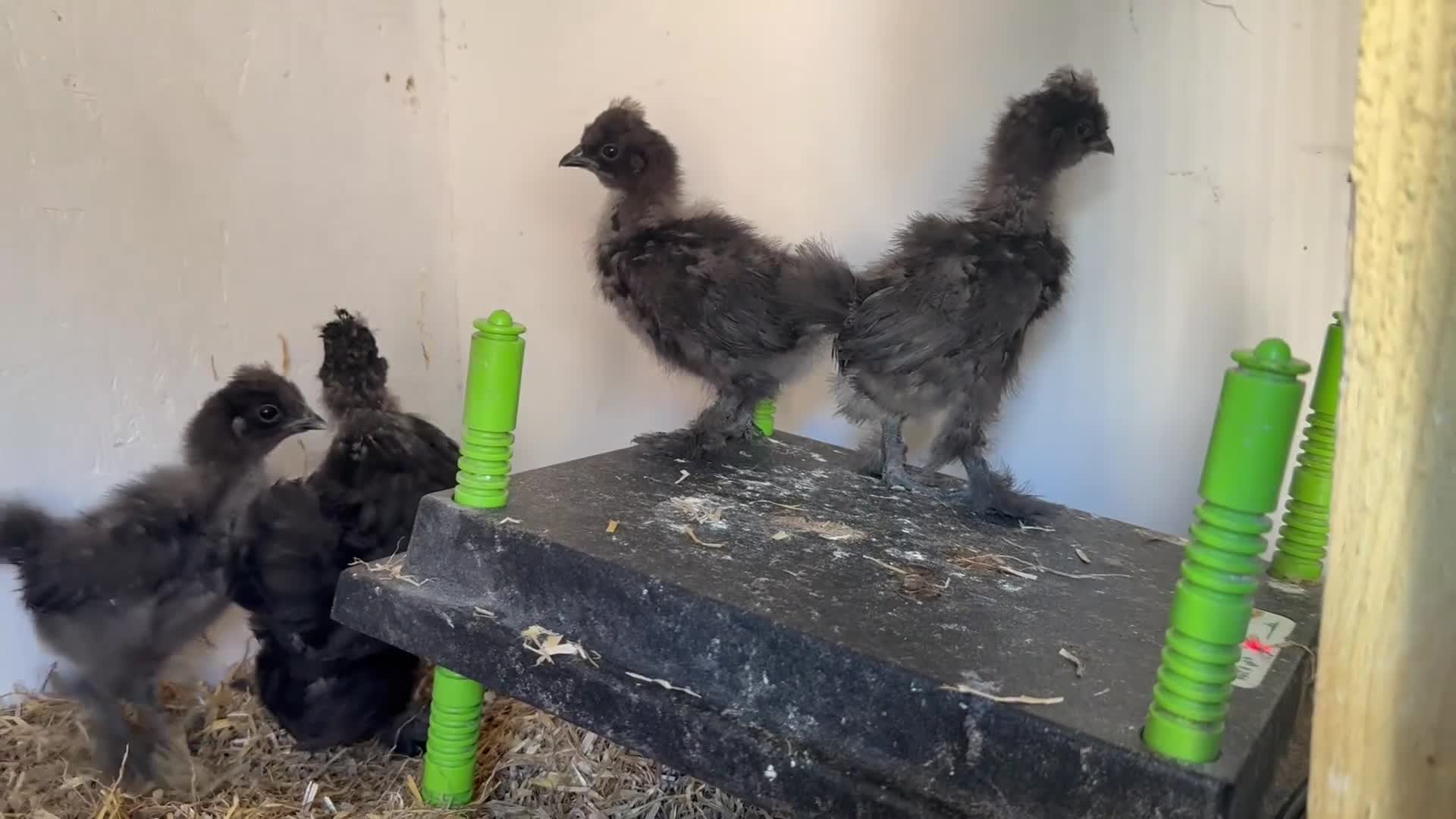 Chickens poultry for sale: Different chicks for sale - Video 1