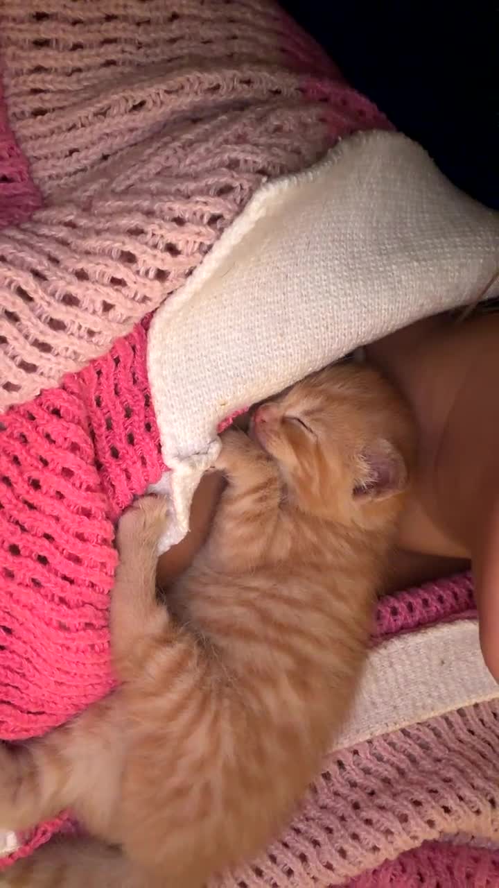 Mixed Breed cats for sale: Female ginger kitten  - Video 3