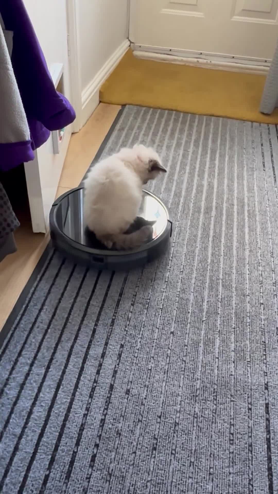 Ragdoll cats for sale: Ragdoll girl - Video 1