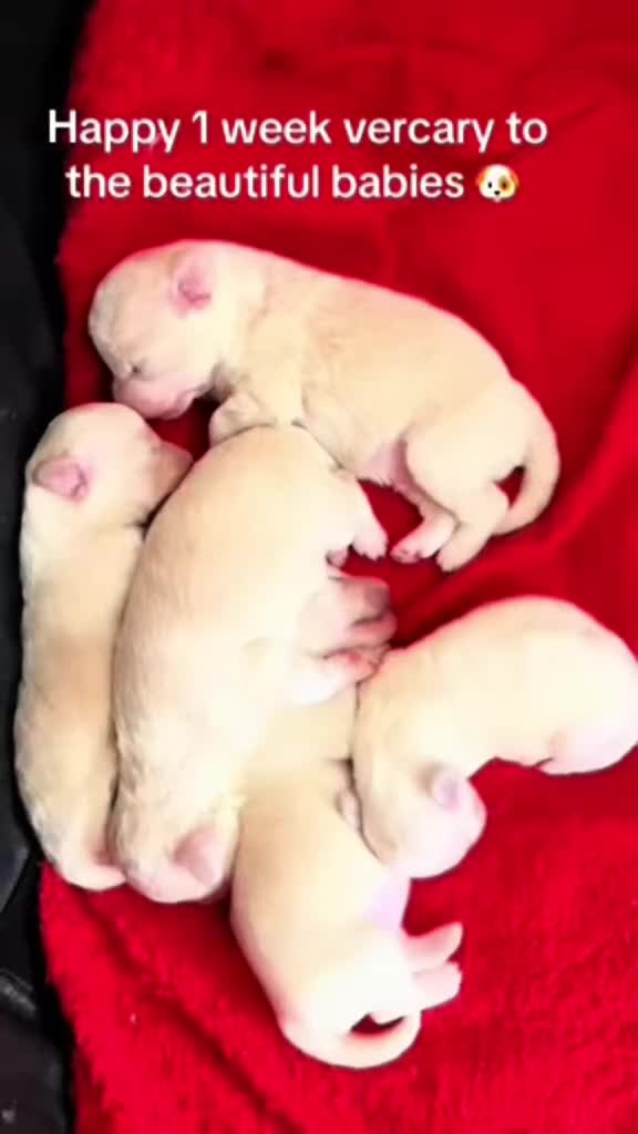 Poochon dogs for sale: F1 poochon puppies   - Video 1