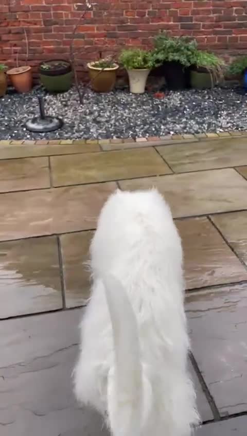 Ibizan Hound dogs for adoption: Babu - Spanish Podenco  in Doncaster - Video 4